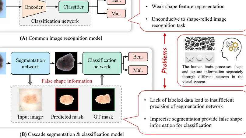 STNet: shape and texture joint learning through two-stream network for knowledge-guided image recognition